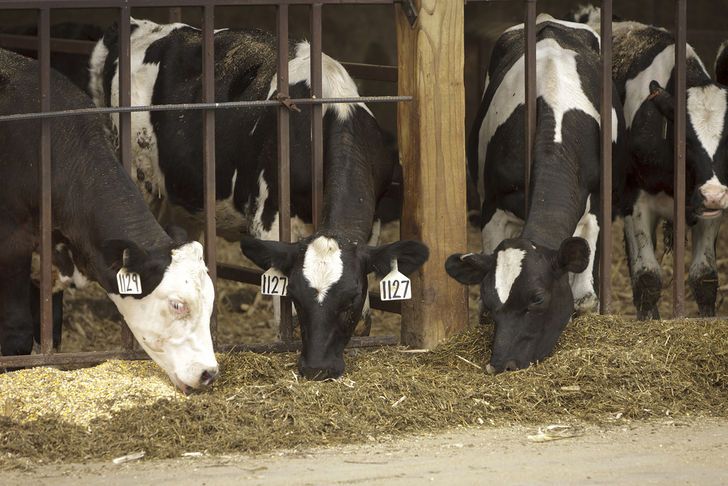 /images/news/master/2018-05-24_13-27-33_728px-Cattle-Feeding.jpg